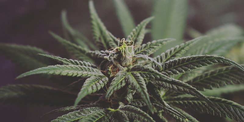 Your First Time Smoking Weed – A Guide