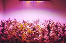 Grow Tents South Africa – Grow your own Weed