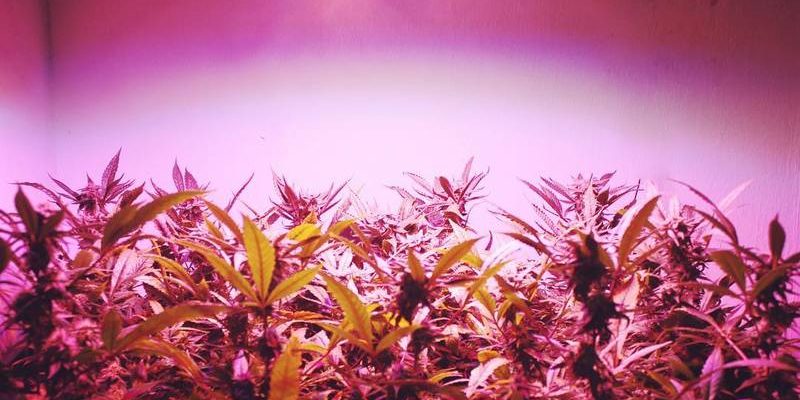 Grow Tents South Africa – Grow your own Weed