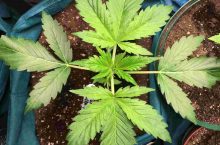 Autoflowering Seeds SA – 5 Best Seeds & Where to Find Them [Updated]