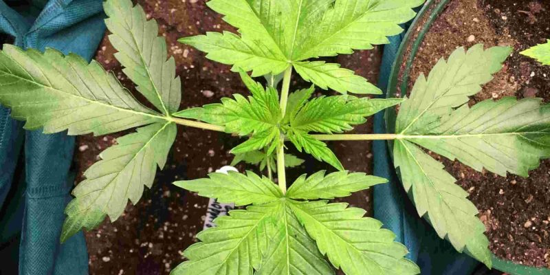 Autoflowering Seeds SA – 5 Best Seeds & Where to Find Them [Updated]