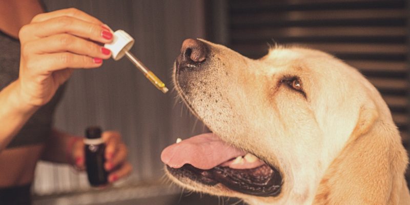 Best CBD Oil For Dogs In South Africa REVIEWED