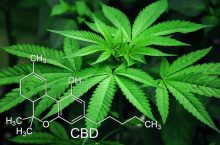 Top 10 CBD Weed Strains (2024 Update)