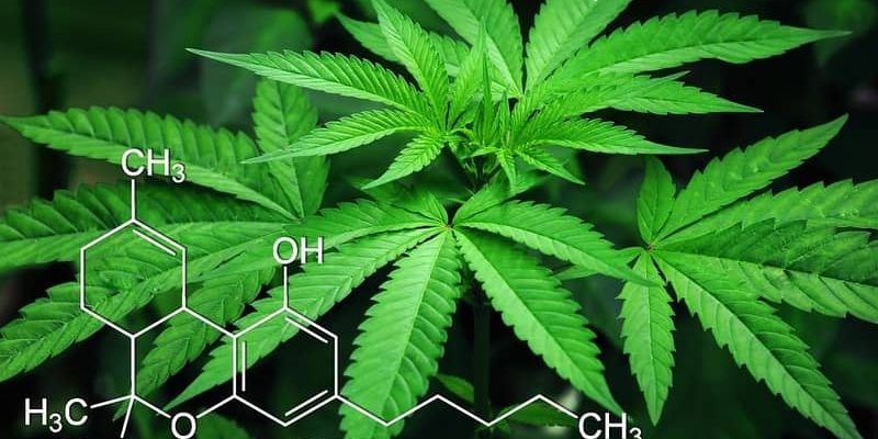 Top 10 CBD Weed Strains (2024 Update)