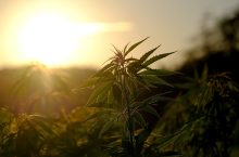 How Long Does Weed Stay in Your System? | Marijuana in Urine & Blood