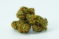 Best Cheese Weed in South Africa | Different Strains & Effects [Updated]