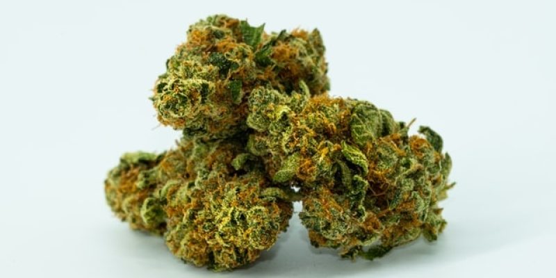 Best Cheese Weed in South Africa | Different Strains & Effects [Updated]