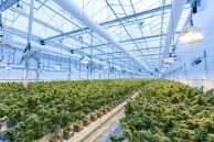 Growing Cannabis in South Africa | Medical Growers License & More