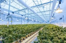Growing Cannabis in South Africa | Medical Growers License & More