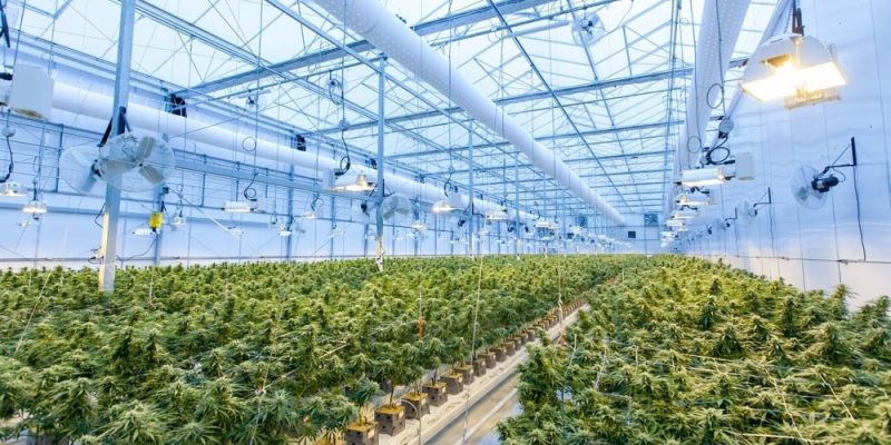 Growing Cannabis in South Africa | Medical Growers License & More