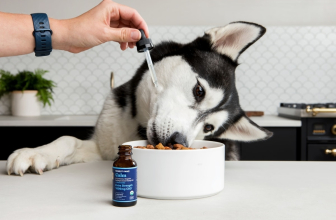 Where to Buy CBD Oil for Dogs | South Africa Stores & Products