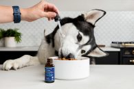 Where to Buy CBD Oil for Dogs | South Africa Stores & Products