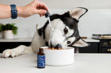 Where to Buy CBD Oil for Dogs | South Africa Stores & Products