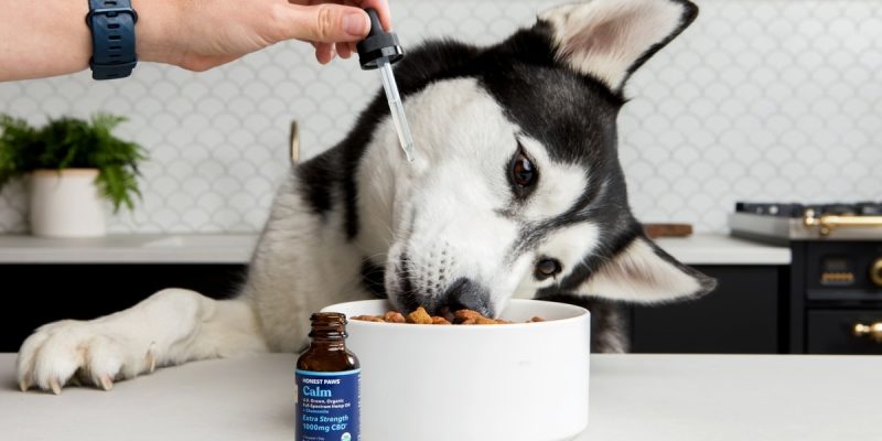 Where to Buy CBD Oil for Dogs | South Africa Stores & Products