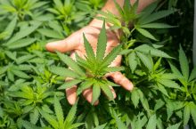 5 Cannabis Strains | Grow the Best Weed in South Africa 2024