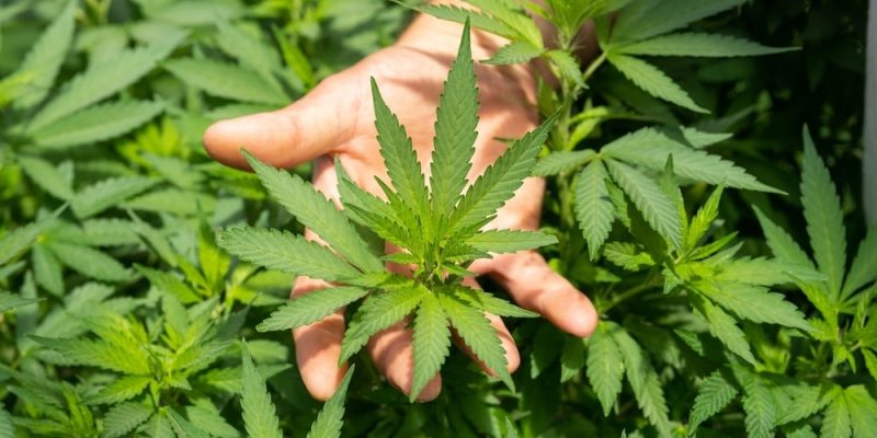 5 Cannabis Strains | Grow the Best Weed in South Africa 2024