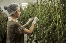 How to dry weed – Curing & drying cannabis in South Africa