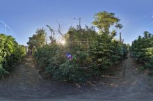 Indoor or Outdoor? Choosing How to Grow Dagga in South Africa