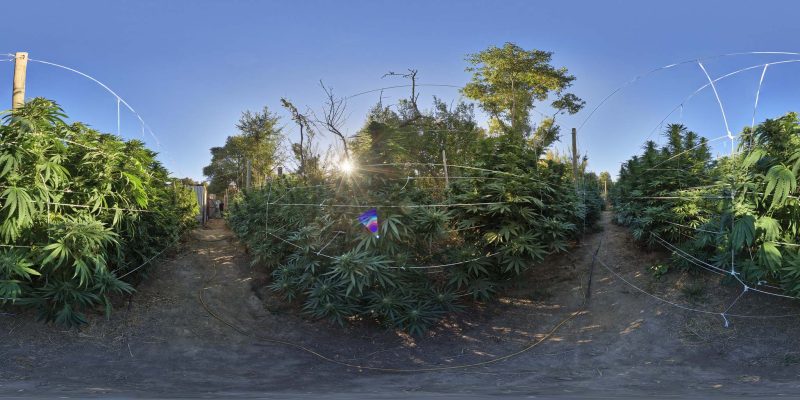Indoor or Outdoor? Choosing How to Grow Dagga in South Africa