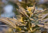 Durban Poison Seeds in South Africa – All You Need to Know [Updated]