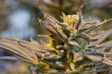 Durban Poison Seeds in South Africa – All You Need to Know [Updated]