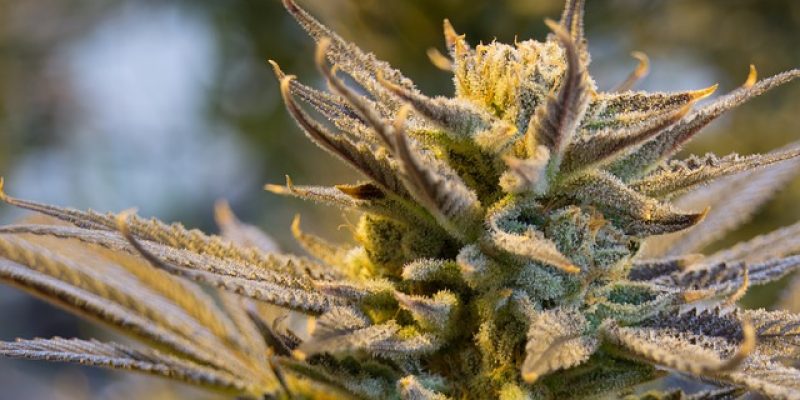 Durban Poison Seeds in South Africa – All You Need to Know [Updated]