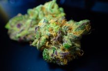 Is it Legal to Grow Hemp in South Africa?
