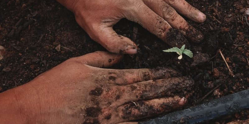 Trophy Seeds South Africa | Cannabis Seeds For Sale [Updated]