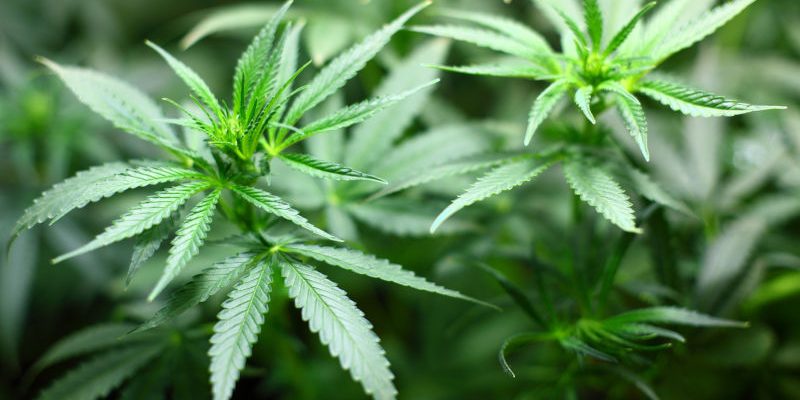 Does CBD make you tired?