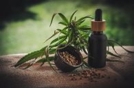 CBD Seeds South Africa: A Complete Guide to Buy The Best Seeds [Updated]