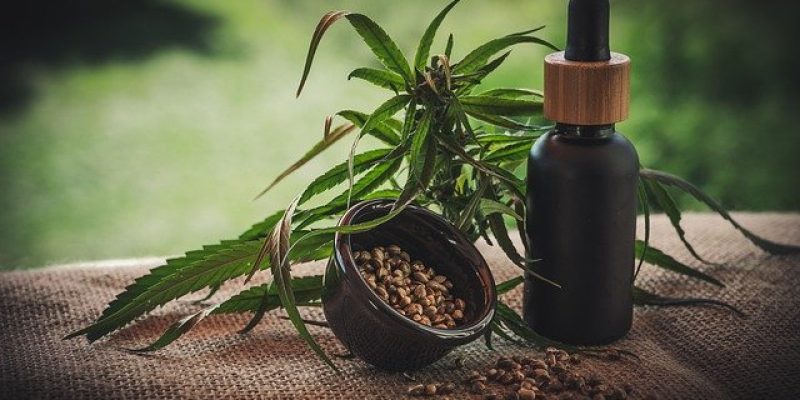 CBD Seeds South Africa: A Complete Guide to Buy The Best Seeds [Updated]