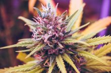 Milky White vs. Amber Trichomes: When to Harvest for The High You Want in South Africa