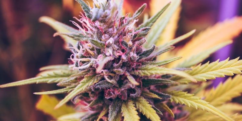 Milky White vs. Amber Trichomes: When to Harvest for The High You Want in South Africa