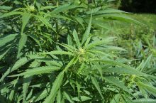 How to grow Dagga in South Africa