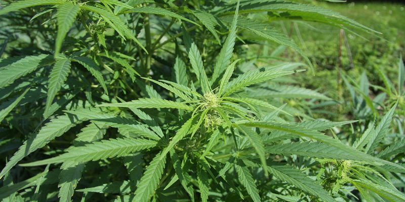 How to grow Dagga in South Africa