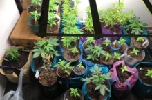 Cannabis Seeds South Africa: Where to Buy the Country’s Finest [Updated]