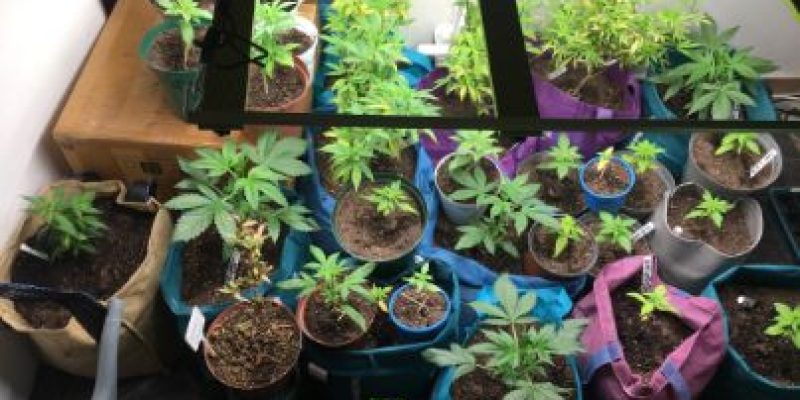 Cannabis Seeds South Africa: Where to Buy the Country’s Finest [Updated]