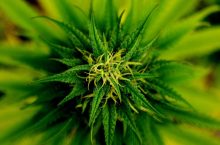 Types Of Dagga In South Africa [Updated]