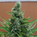 Top 5 Northern Lights Seeds in South Africa [Updated]
