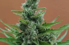 Top 5 Northern Lights Seeds in South Africa [Updated]