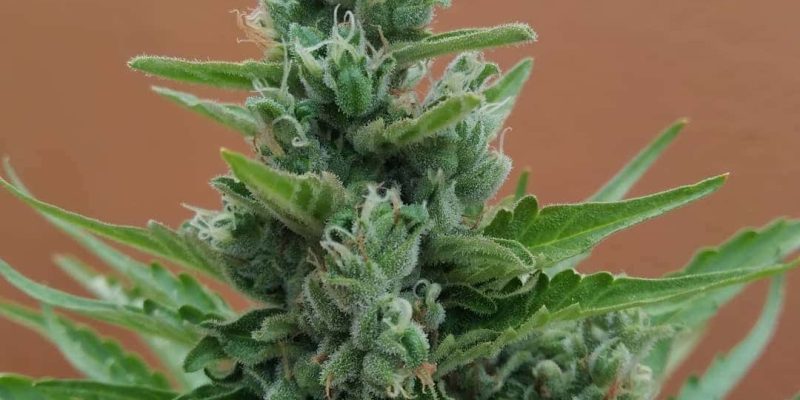 Top 5 Northern Lights Seeds in South Africa [Updated]