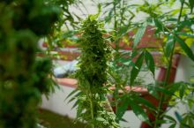 What is Rooibaard? A South African Urban Weed Legend