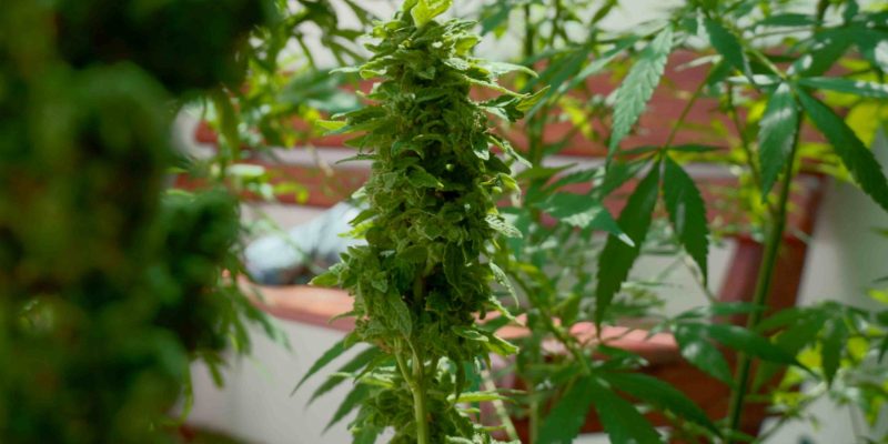 What is Rooibaard? A South African Urban Weed Legend