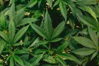 When to harvest weed in South Africa | Signs your dagga plant is ready