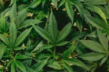 When to harvest weed in South Africa | Signs your dagga plant is ready